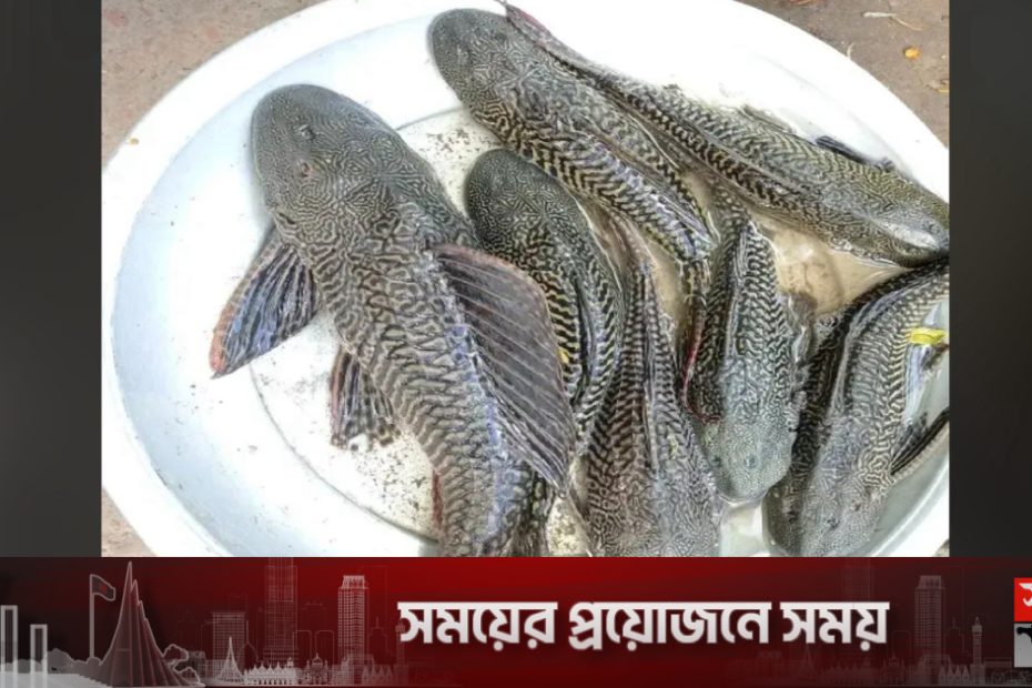 জামালপুরে জেলের জালে ধরা পড়ল নিষিদ্ধ সাকার মাছ | বাংলাদেশ